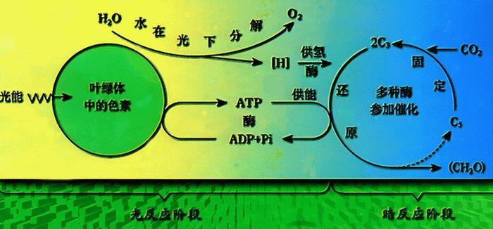 世界上最神奇的动物,可以进行光合作用,一生仅需进食一次