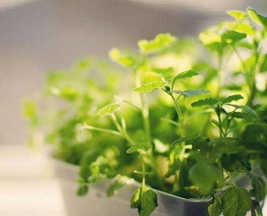 世界上最神奇的动物,可以进行光合作用,一生仅需进食一次