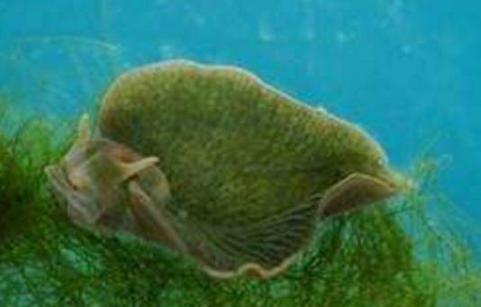 世界上最神奇的动物,可以进行光合作用,一生仅需进食一次