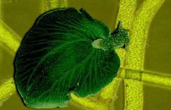 世界上最神奇的动物,可以进行光合作用,一生仅需进食一次