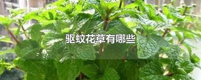 ​能够驱蚊虫的花草有哪些 有什么驱蚊的花草