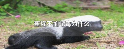 ​蜜獾不怕蛇毒吗为什么 蜜獾不怕蛇毒吗视频