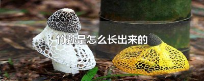 ​竹荪从哪里长出来的 竹荪哪里长出来的