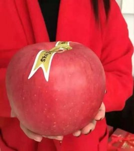 ​最大最贵的的世界一号苹果，一个要 228元