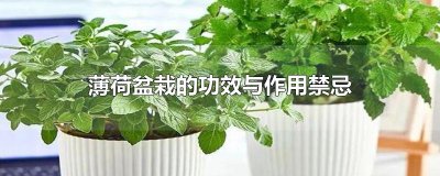​薄荷盆栽的功效与作用禁忌