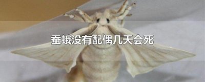 ​蚕蛾没有配偶几天会死