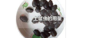 ​土鳖虫的用量