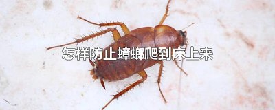 ​怎样防止蟑螂爬到床上来