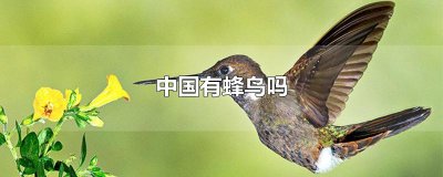 ​中国有蜂鸟吗
