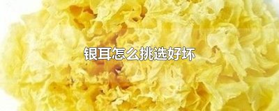​银耳怎么挑选好坏