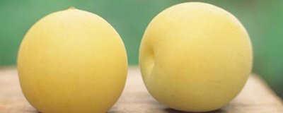 ​杏和虾能一起吃吗