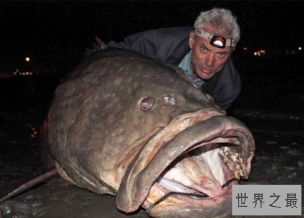 世界上真正的海洋霸主，32根锋利牙齿的凶猛怪鱼