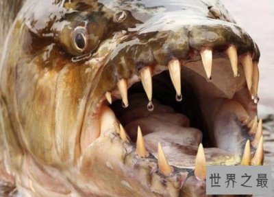 ​世界上真正的海洋霸主，32根锋利牙齿的凶猛怪鱼