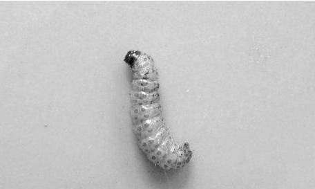 栗子生虫子还能吃,板栗买回来要晒吗图2