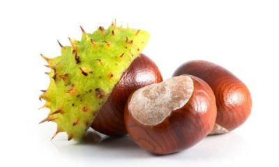 ​栗子生虫子还能吃,板栗买回来要晒吗