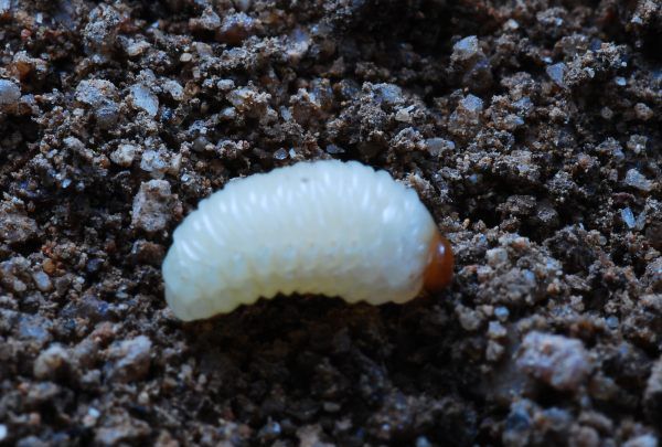 栗子生虫子还能吃,板栗买回来要晒吗图3