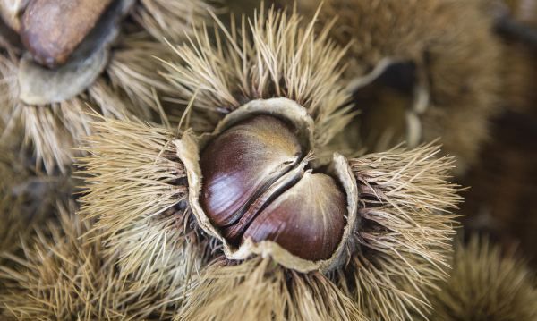 栗子生虫子还能吃,板栗买回来要晒吗图4