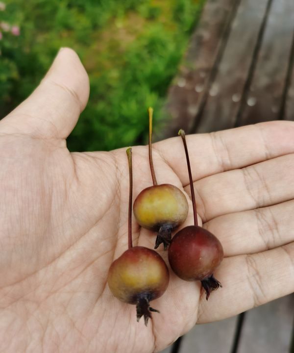 海棠的种类,海棠花有几种品种图4