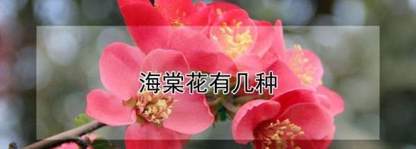 海棠的种类,海棠花有几种品种图9