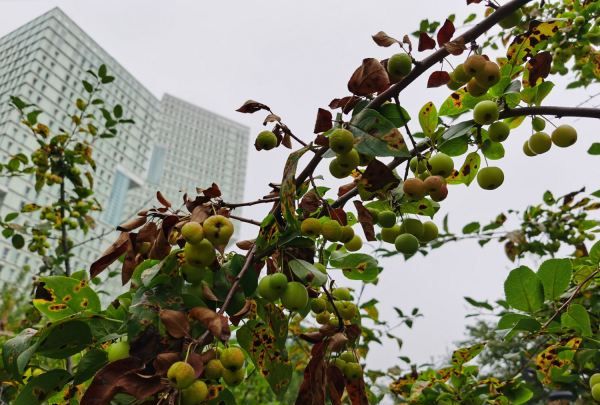 海棠的种类,海棠花有几种品种图2