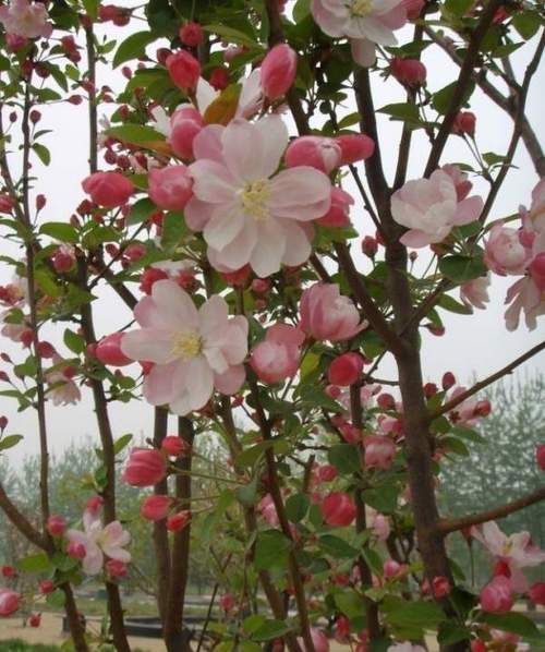 耐寒海棠花种类有哪些