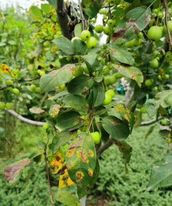 ​海棠的种类,海棠花有几种品种