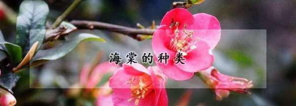 海棠的种类,海棠花有几种品种图10