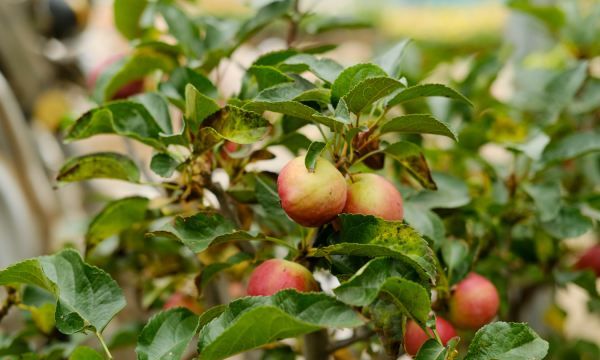 海棠的种类,海棠花有几种品种图3