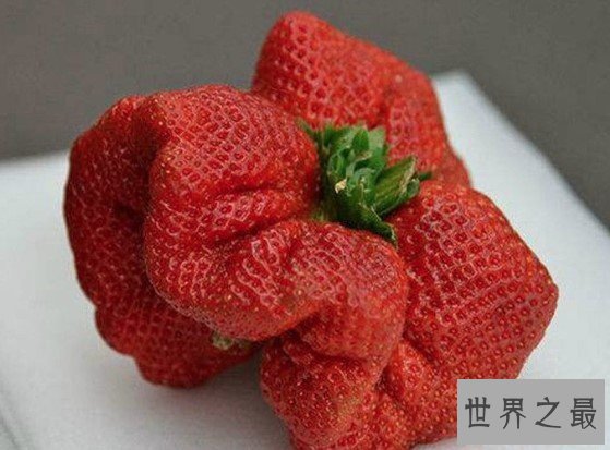 世界上最大的草莓,比人的拳头都还要大
