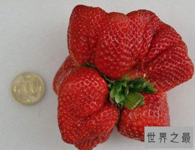 ​世界上最大的草莓，比人的拳头都还要大