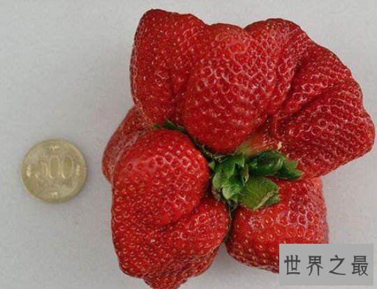 世界上最大的草莓,比人的拳头都还要大