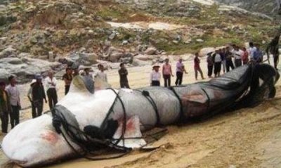 ​15米巨型哲罗鲑图片，纯属风闻（实为新疆的大红鱼）