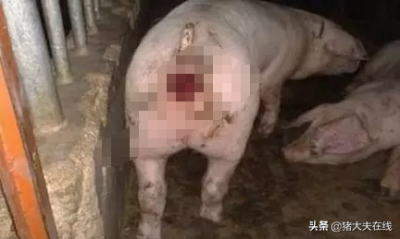 ​「技术」猪脱肛了怎么办？预防措施、引起原因有哪些？