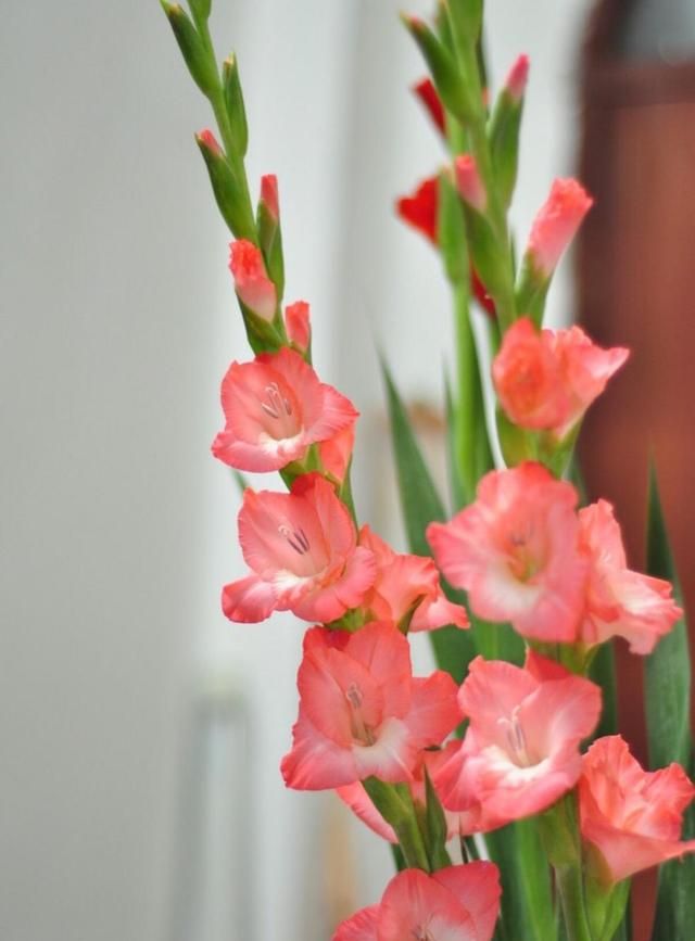 春节送礼的寓意都有哪些，春节送礼可以送哪些鲜花，都有什么寓意？图2