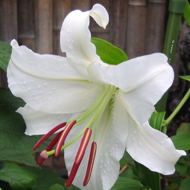 春节送礼的寓意都有哪些，春节送礼可以送哪些鲜花，都有什么寓意？图4