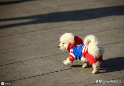 ​小型护卫犬战力排行榜 中小型护卫犬排行榜