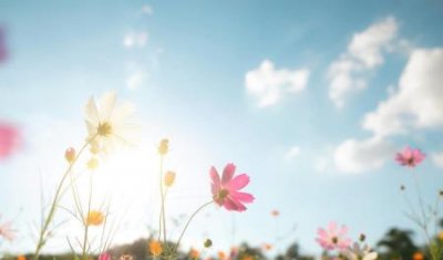 ​产地在哪里？山竹产地在哪里