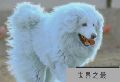 ​一种的珍贵的藏獒：极品藏獒海蓝兽