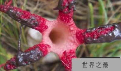 ​意大利红门兰,世界上十大最像动物的植物,看起来像个裸体男人