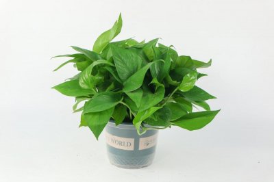 ​绿萝叶子发黄，趁着春天这样做，叶子变绿还爆盆了