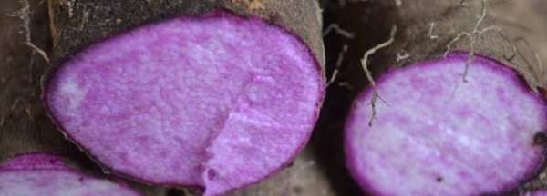 山药发紫是怎么回事,发紫的山药还能吃吗图2