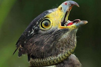 ​饮鸩止渴中的鸩是什么