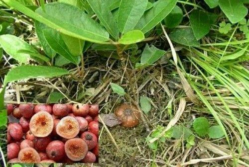 农村人最爱吃一种野果,好看又好吃,营养价值非常高,你见过吗?