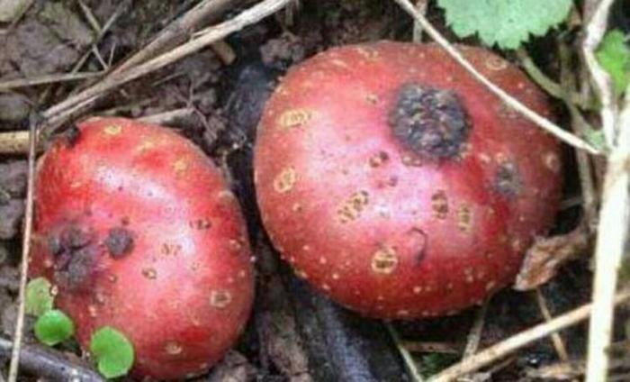 农村人最爱吃一种野果,好看又好吃,营养价值非常高,你见过吗?