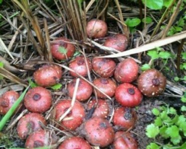 ​农村人最爱吃一种野果，好看又好吃，营养价值非常高，你见过吗？