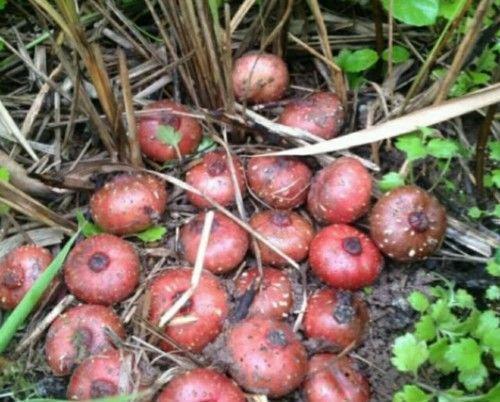 农村人最爱吃一种野果,好看又好吃,营养价值非常高,你见过吗?