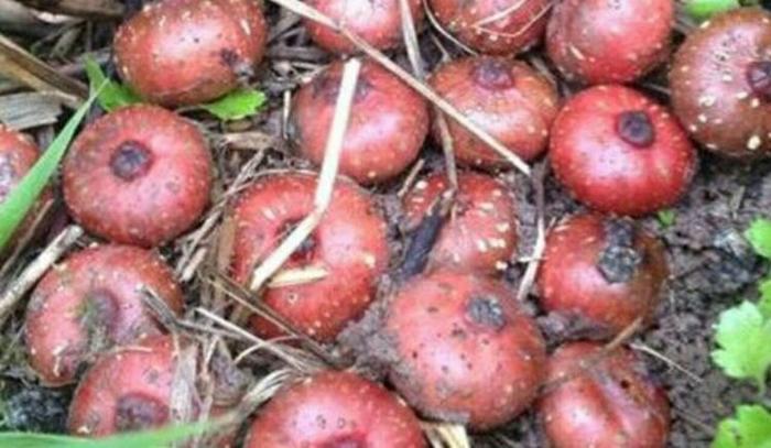 农村人最爱吃一种野果,好看又好吃,营养价值非常高,你见过吗?