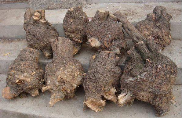 农村这种稀罕树，模样丑陋，却堪比玉石，一小块就能卖上千元