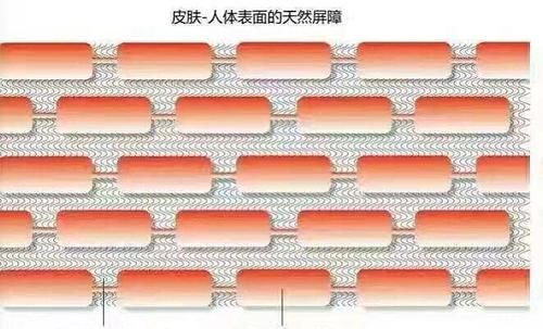 人体的三大屏障是什么?