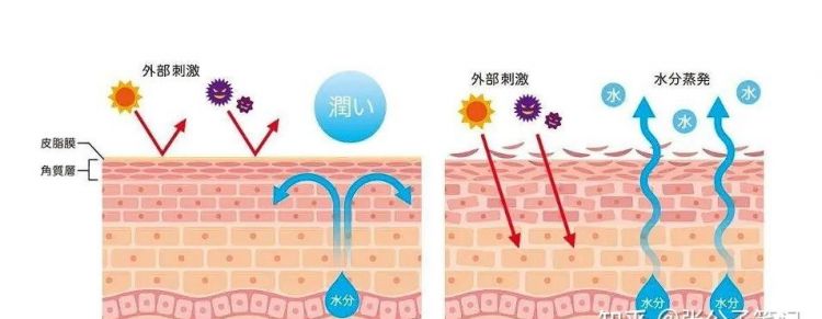 人体内有几个屏障,分别是什么?